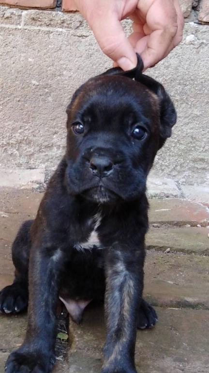 Cane-Corso-štenci