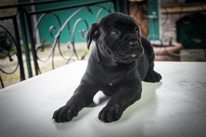 Cane-corso-štenci