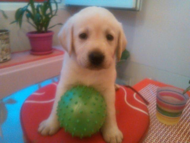 Prelepa-stenad-Labrador-Retrivera
