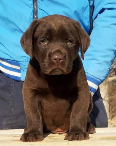 Labrador, čokoladni štenci