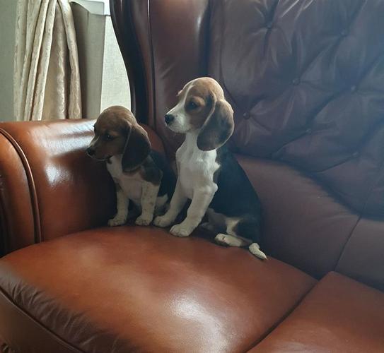Prekrasna štenad Beagle