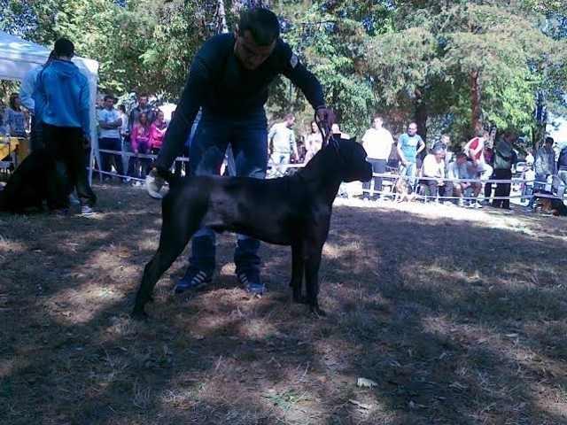 Stenci-Cane-Corso---izlozbenog-kvaliteta