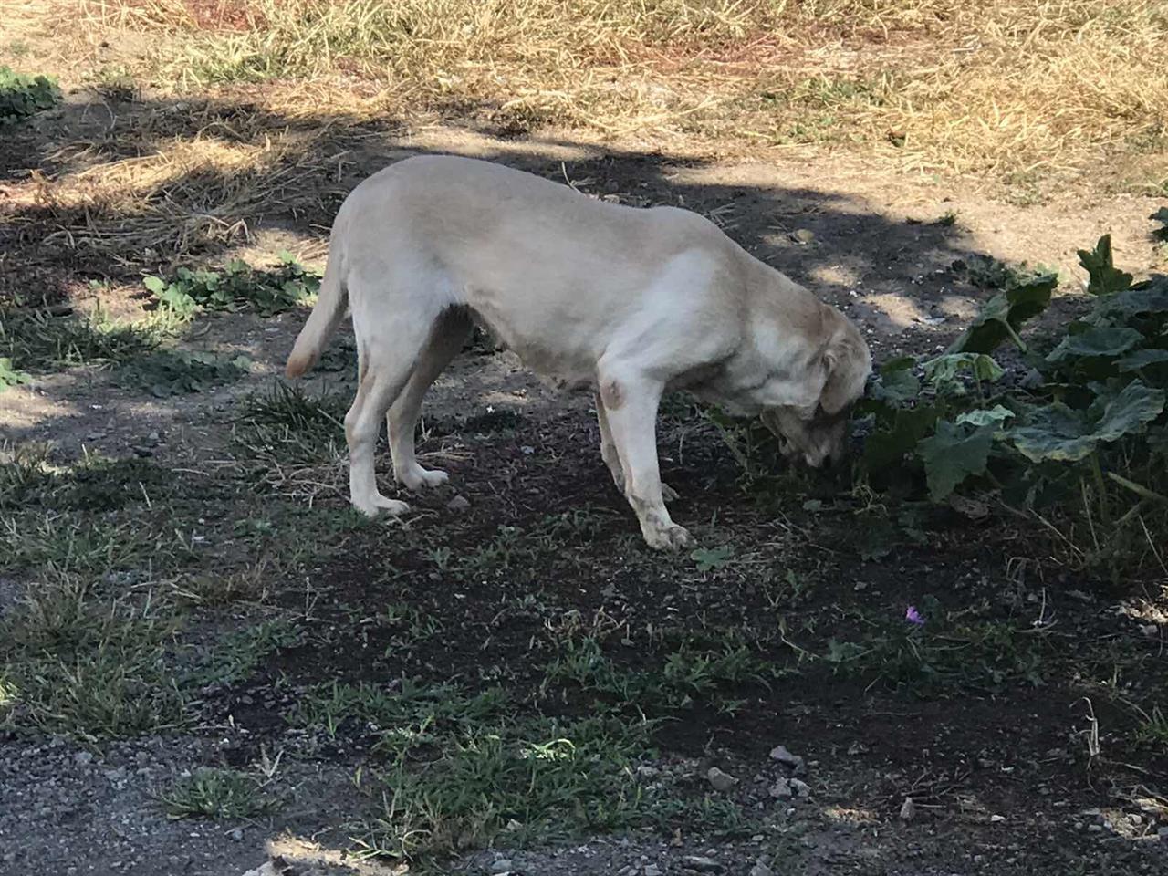 Labrador-ženka-tartufar