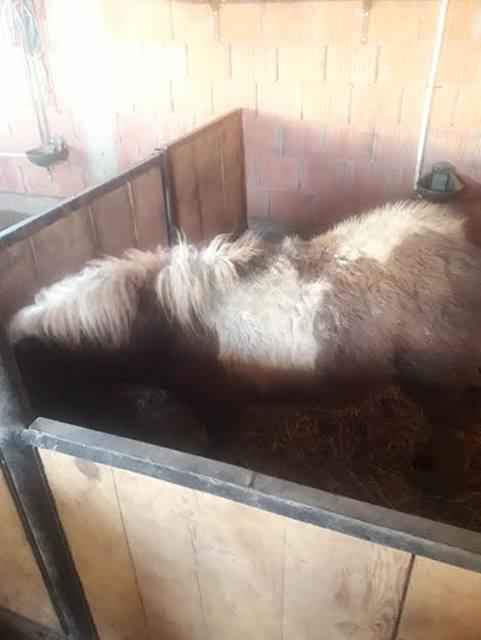 Zdrebe