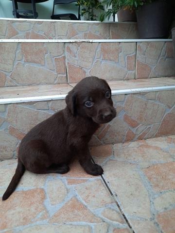 Labrador-stenci