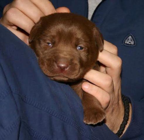 Labrador-retriver--braon-i-crni-stenci