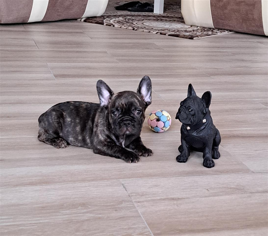 Francuski-buldog