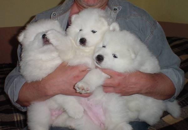 Samojed-i-sibirski-haski-stenci-