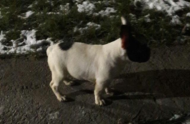 Francuski-buldog--stene