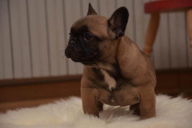 Francuski-buldog
