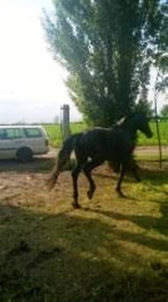 Dve-kobile-i-zdrebe