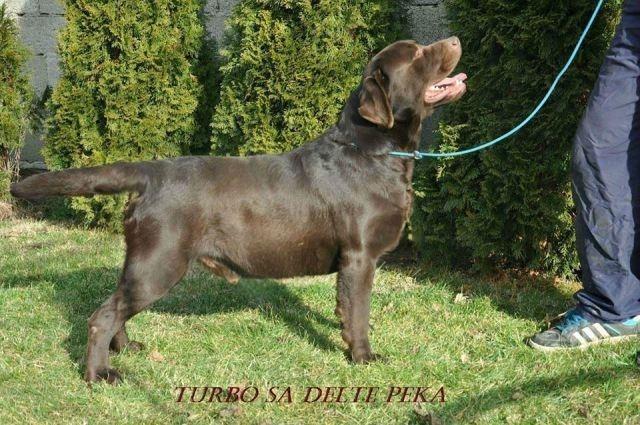 Labrador-Retriver--stenci