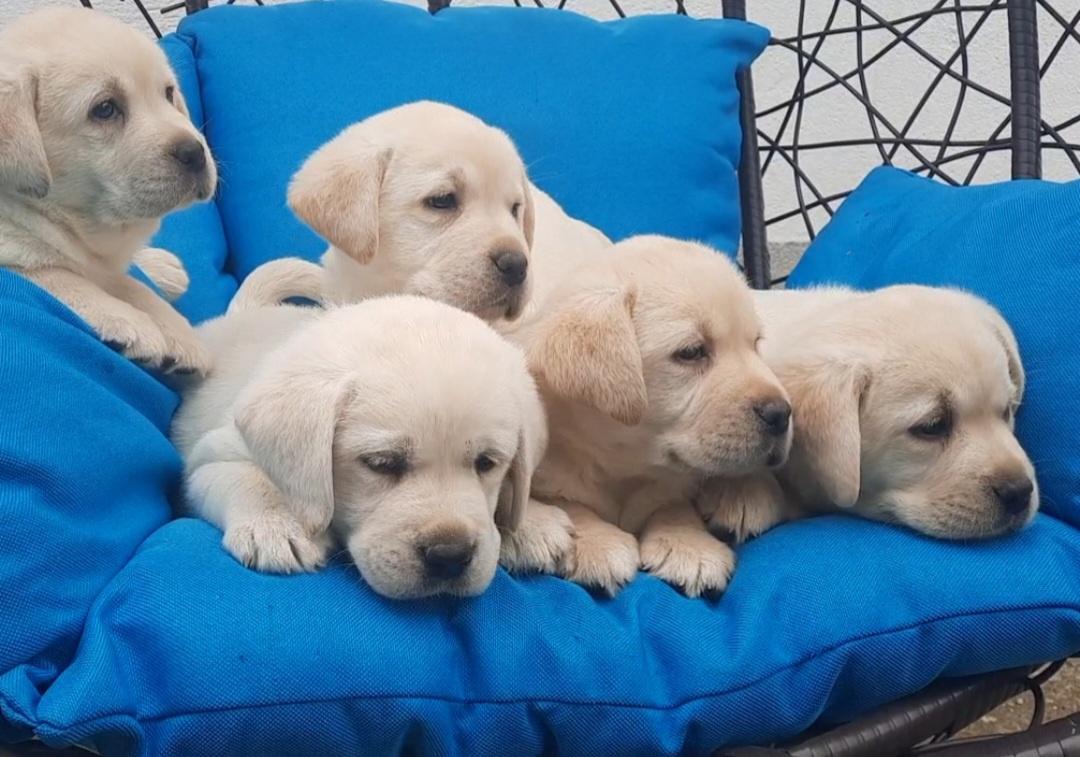 Labrador-štenci