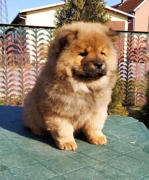 Chow-cau-cau