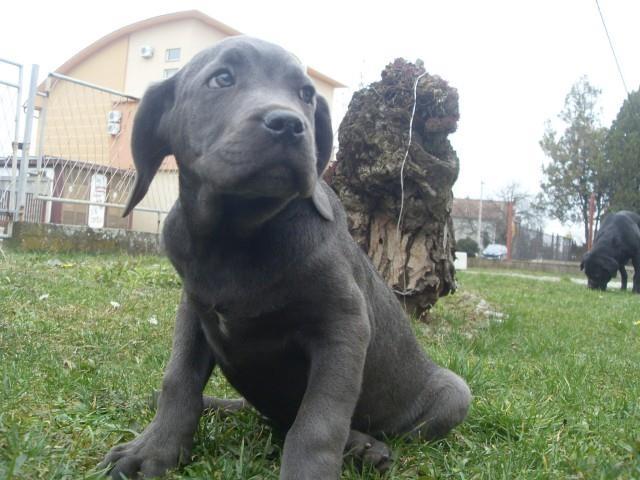 Cane-Corso-stenci