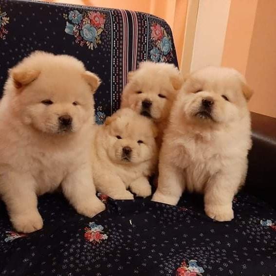 Chow-Chow-štenci-