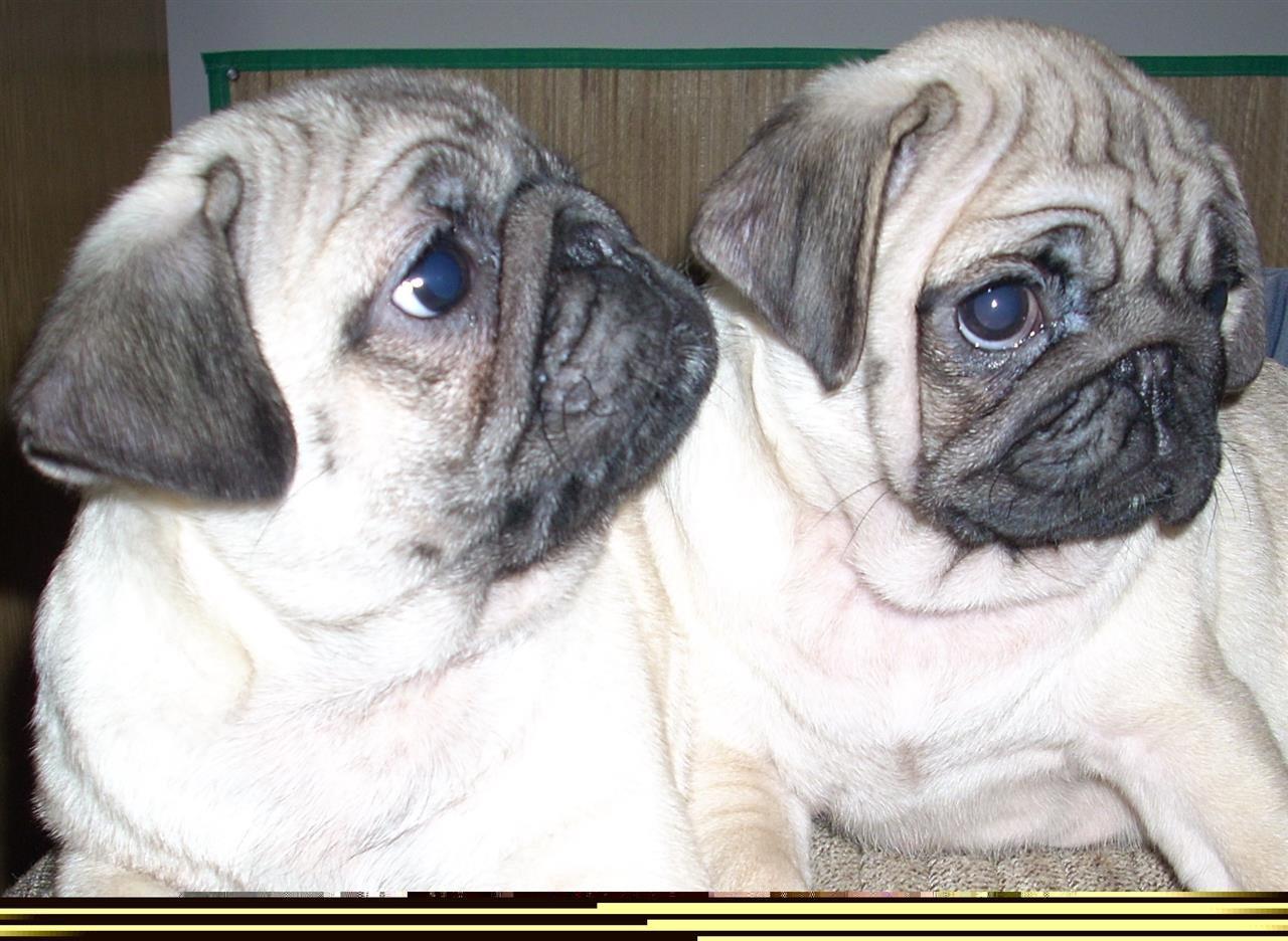 mops