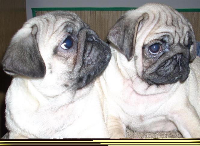 mops
