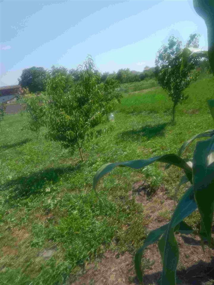 Kuca