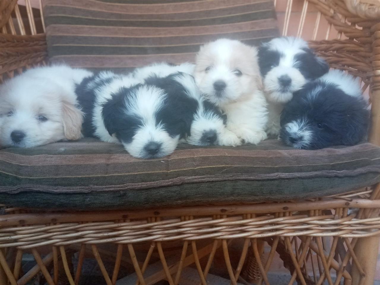 Coton-de-Tulear-mužjaci