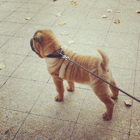 Shar-Pei-musko-stene