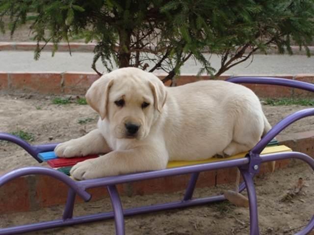 Labrador