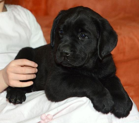 Labrador retriver  stenci   
