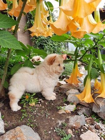 CHOW-CHOW-CAU-CAU