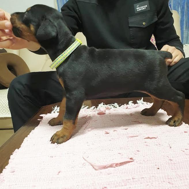 Doberman-