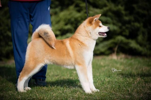 Akita-Inu