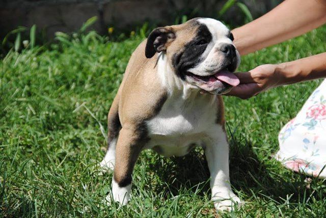 ENGLESKI-BULDOG-štenci-