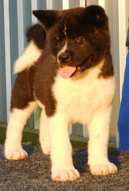 Američka-Akita--štenci
