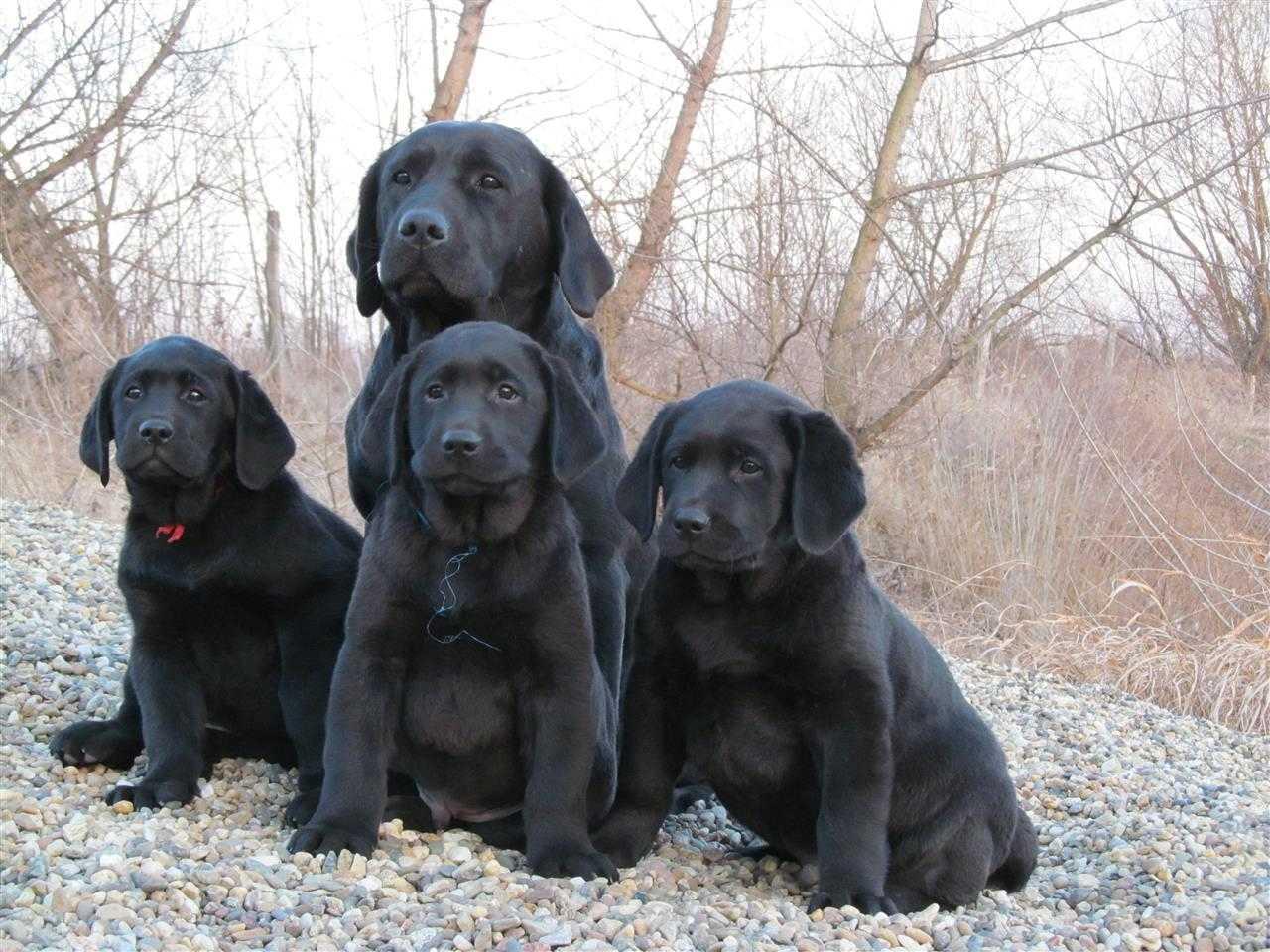 Izuzetna-stenad-Labrador-retrivera
