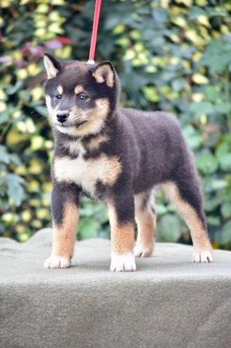Shiba Inu