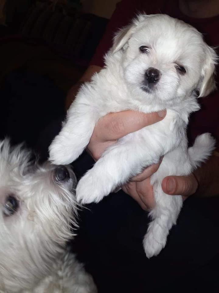 Maltezer