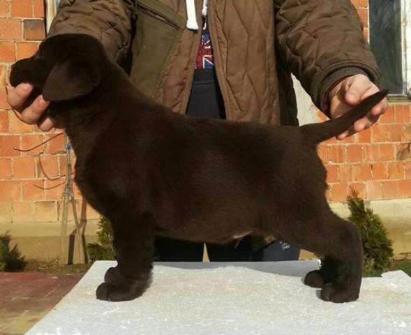 Labrador-Retriver-cokoladni-stenci