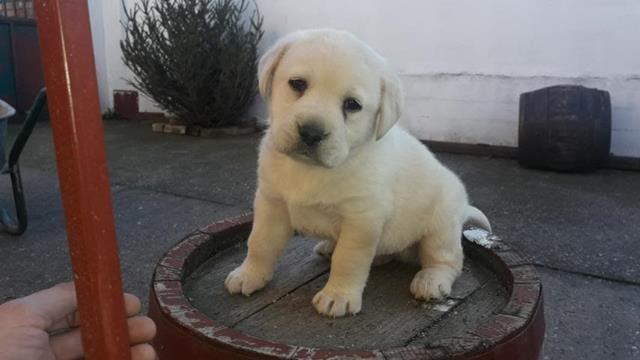Stenad-LABRADOR-retrivera---