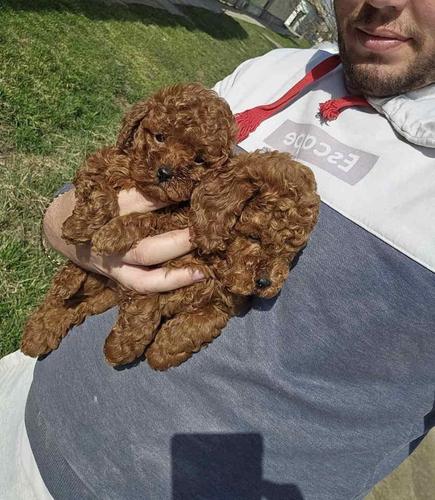 Teddy bear toy PUDLE