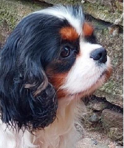 Cavalier-king-Charles-spanijel