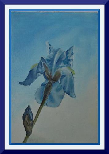 iris