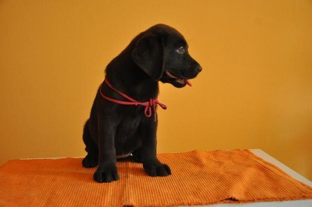 Cokoladni-stenci-Labrador-Retrivera
