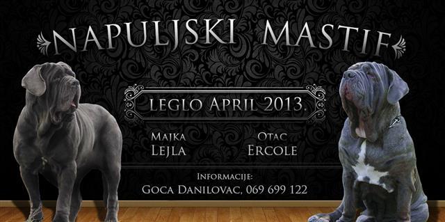 Napuljski-Mastif