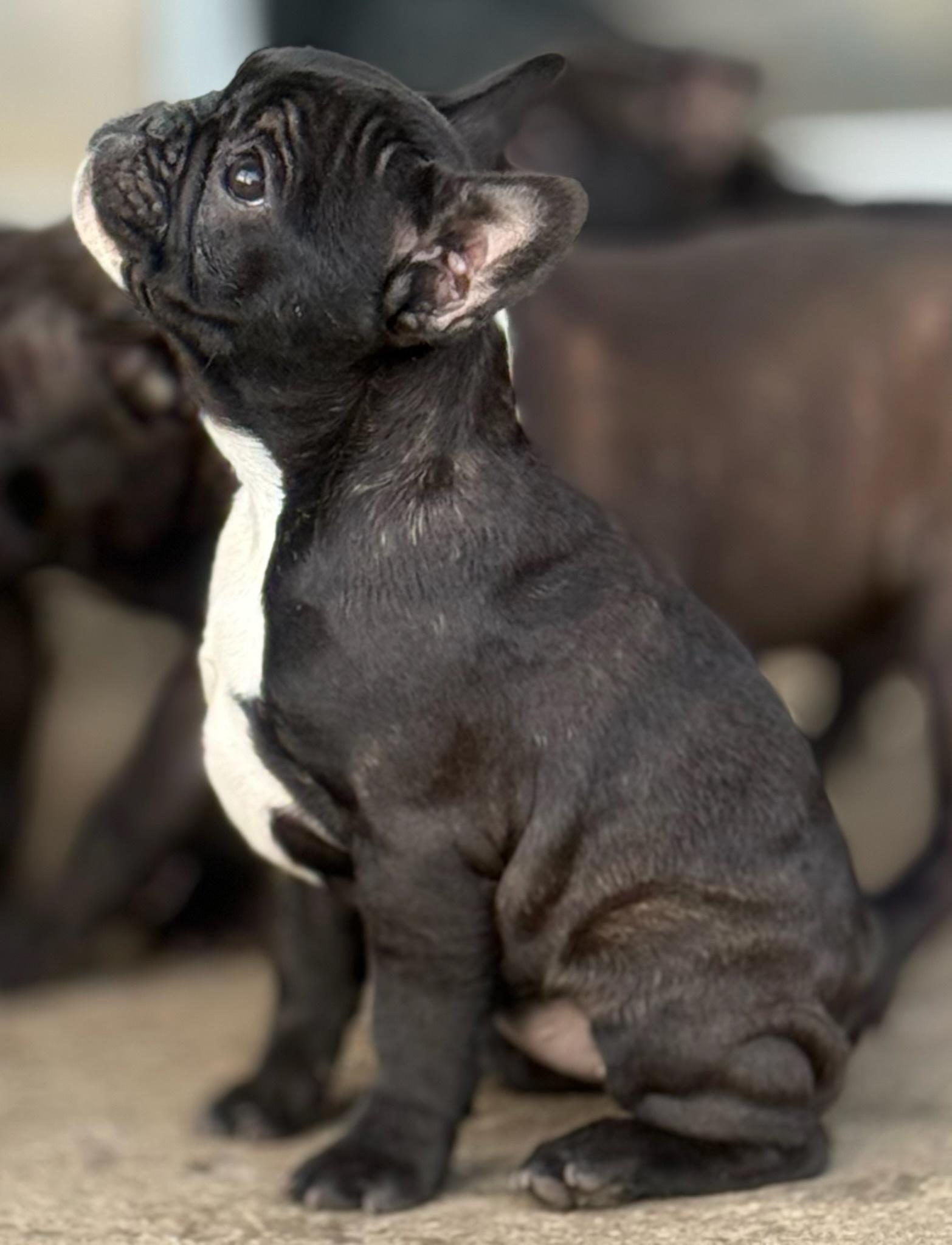 Francuski-buldog