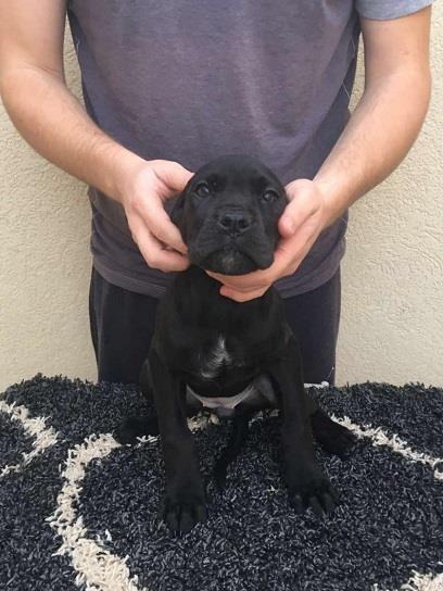 Cane-corso-štenci