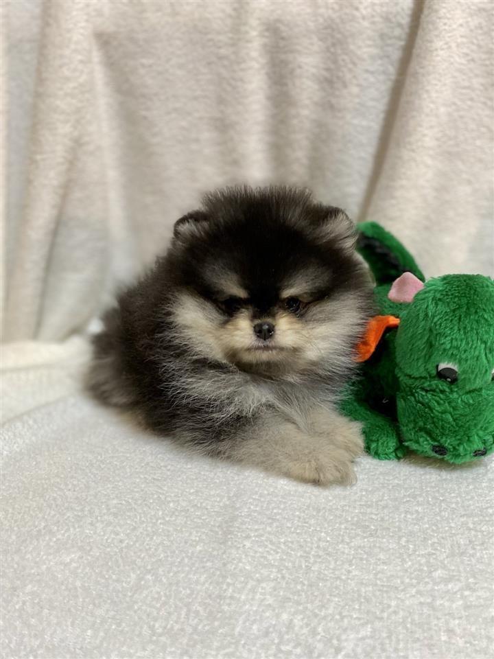 Pomeranac-