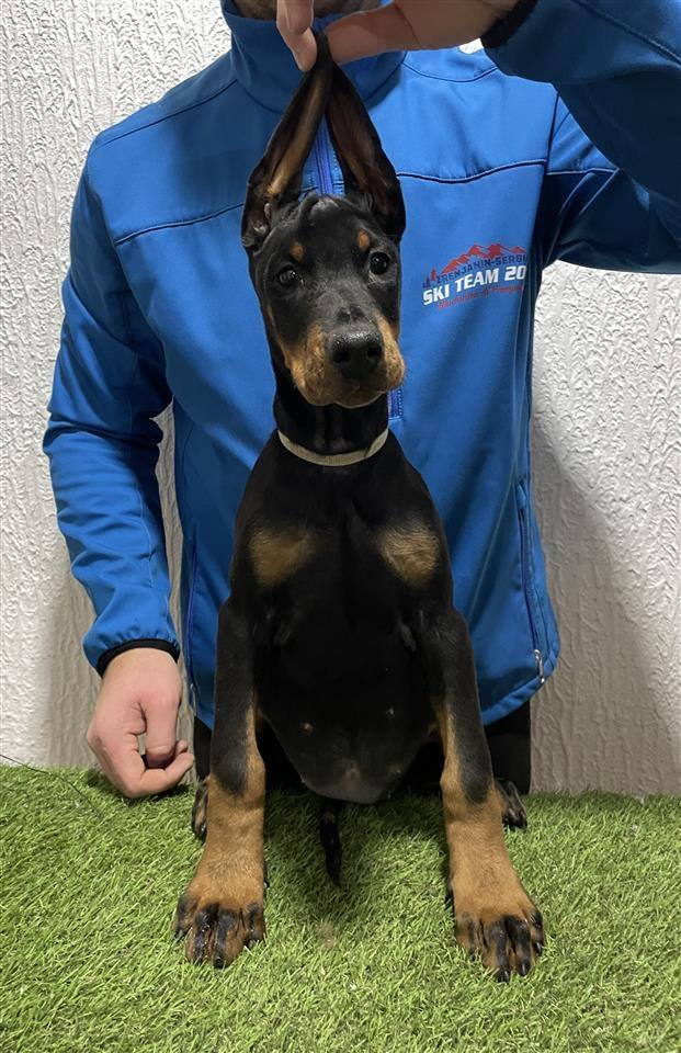 Zenkice-dobermana