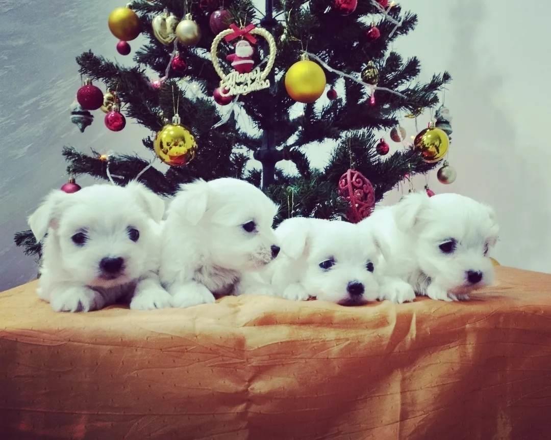Maltezer-mini-tipa