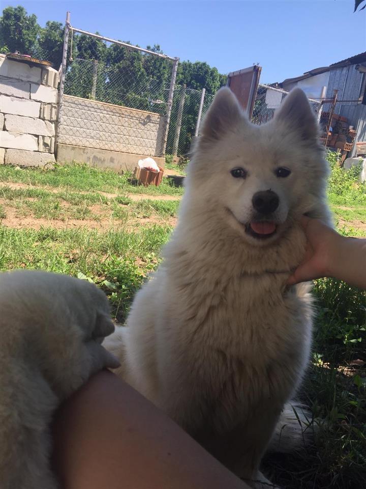 Sibirski-samojed-štenci