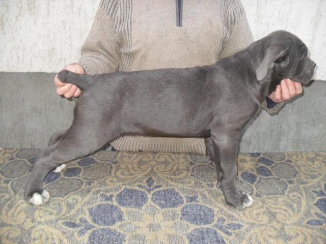 Cane-Corso--stenci-vrhunskog-porekla