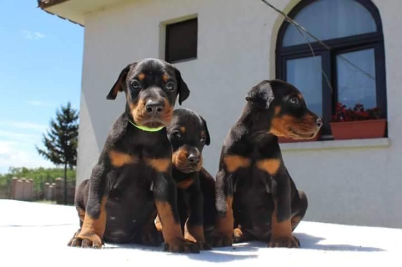 Doberman-štenci